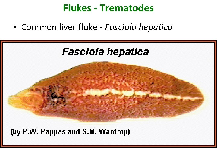 Flukes - Trematodes • Common liver fluke - Fasciola hepatica 