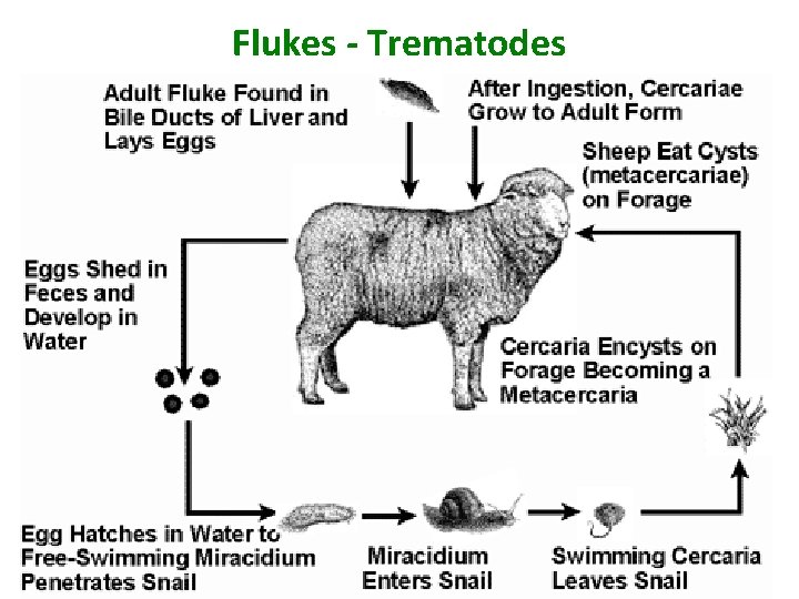 Flukes - Trematodes 