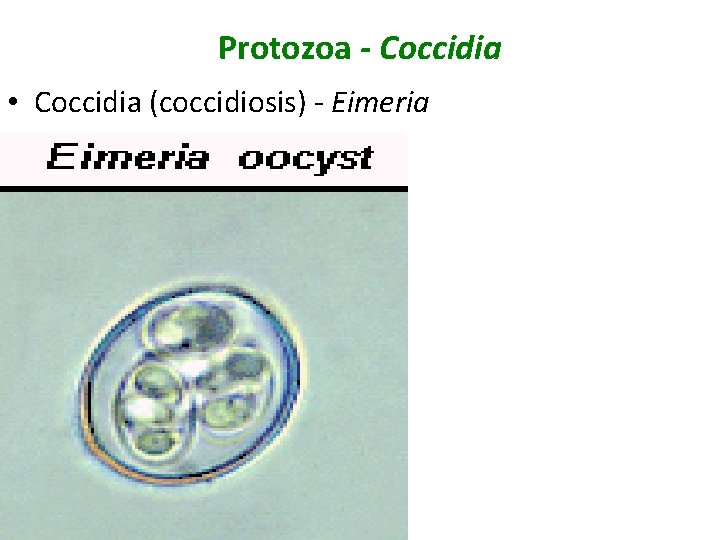 Protozoa - Coccidia • Coccidia (coccidiosis) - Eimeria 