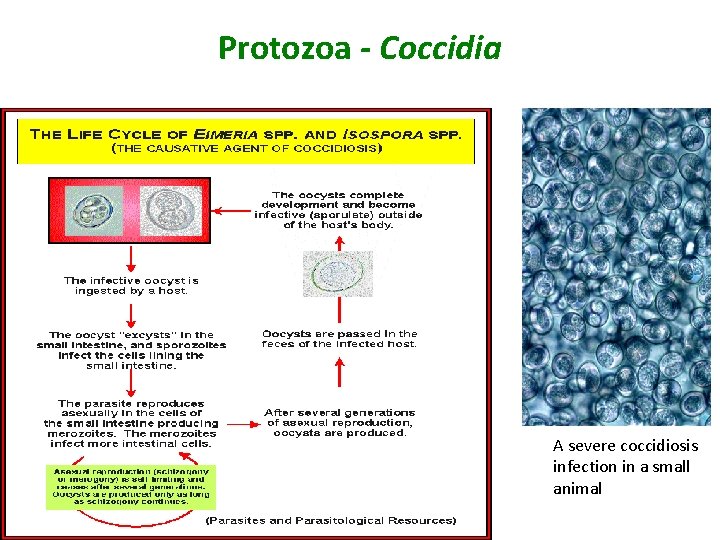 Protozoa - Coccidia A severe coccidiosis infection in a small animal 