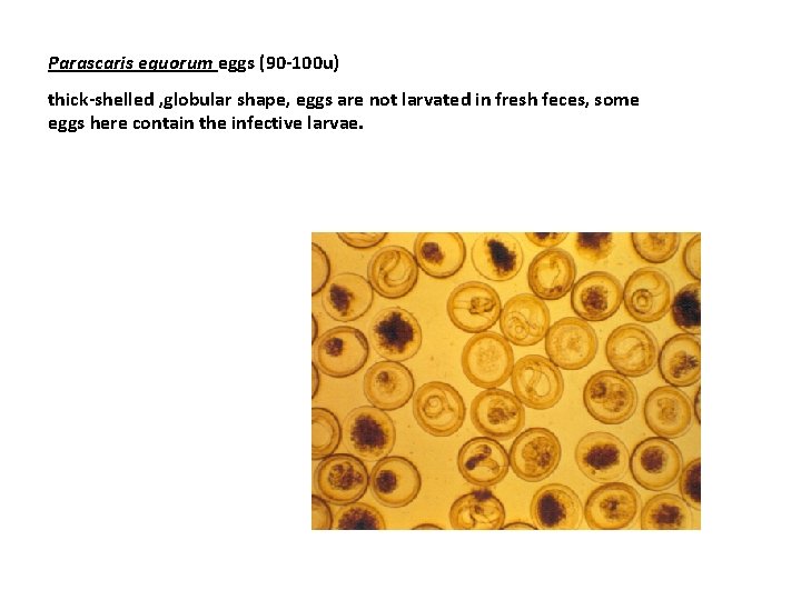 Parascaris eguorum eggs (90 -100 u) thick-shelled , globular shape, eggs are not larvated
