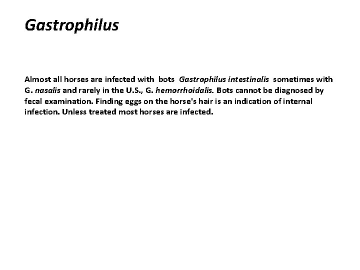 Gastrophilus Almost all horses are infected with bots Gastrophilus intestinalis sometimes with G. nasalis