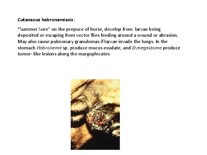 Cutaneous habronemiasis: “Summer Sore” on the prepuce of horse, develop from larvae being deposited