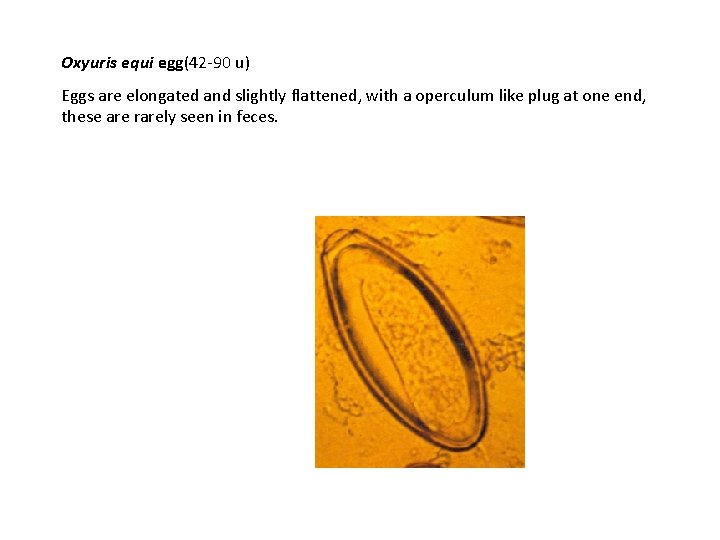 Oxyuris equi egg(42 -90 u) Eggs are elongated and slightly flattened, with a operculum