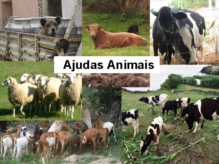 Ajudas Animais 
