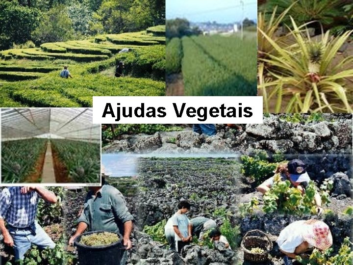 Ajudas Vegetais 