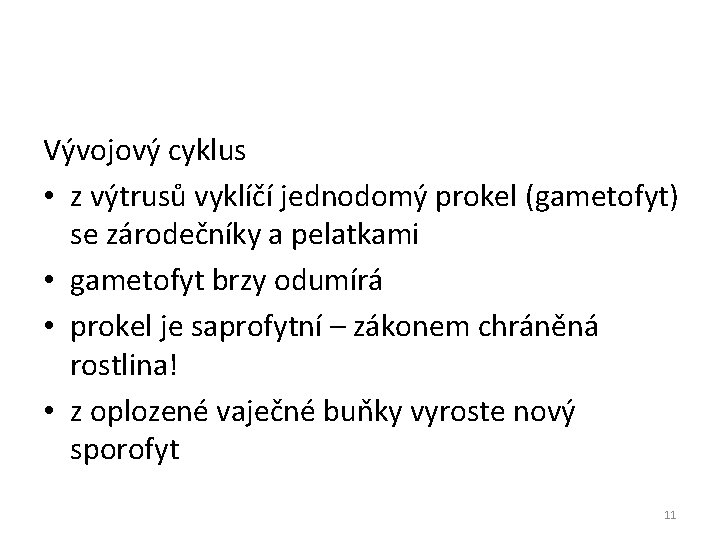 Vývojový cyklus • z výtrusů vyklíčí jednodomý prokel (gametofyt) se zárodečníky a pelatkami • Vývojový cyklus • z výtrusů vyklíčí jednodomý prokel (gametofyt) se zárodečníky a pelatkami •