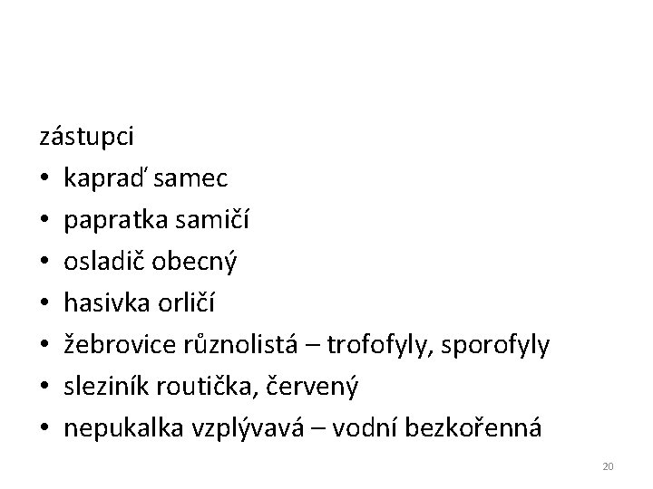 zástupci • kapraď samec • papratka samičí • osladič obecný • hasivka orličí • zástupci • kapraď samec • papratka samičí • osladič obecný • hasivka orličí •