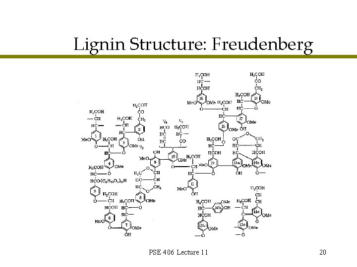 Lignin Structure: Freudenberg PSE 406 Lecture 11 20 Lignin Structure: Freudenberg PSE 406 Lecture 11 20