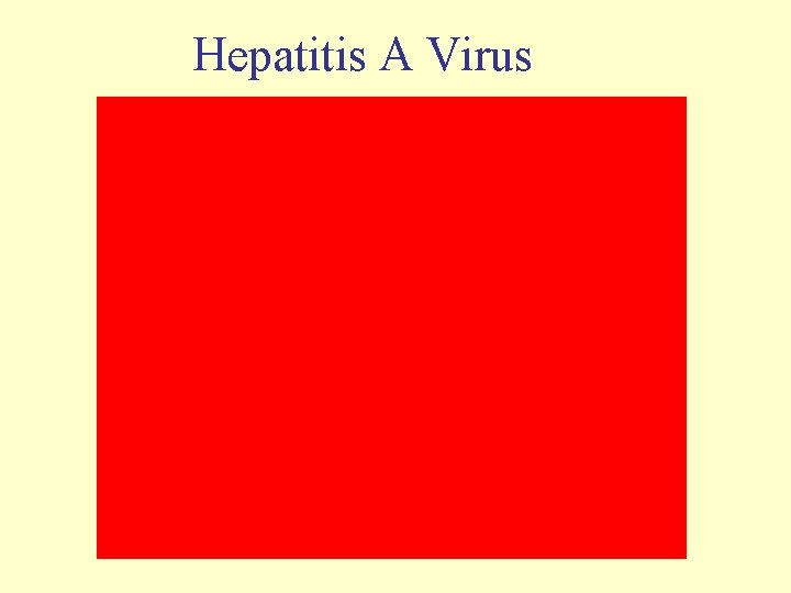 Hepatitis A Virus 