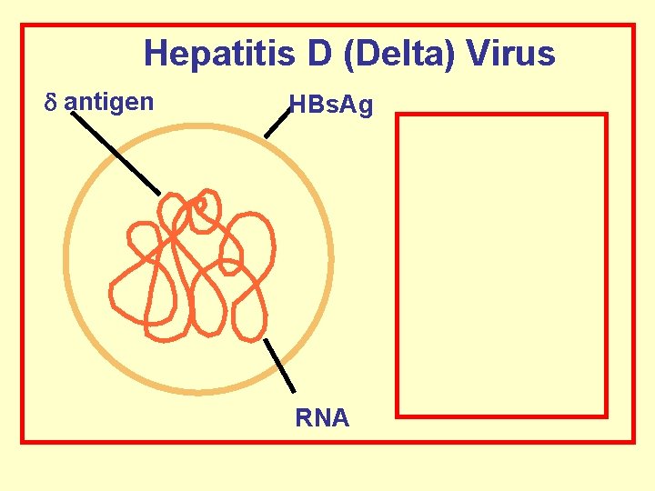 Hepatitis D (Delta) Virus antigen HBs. Ag RNA 