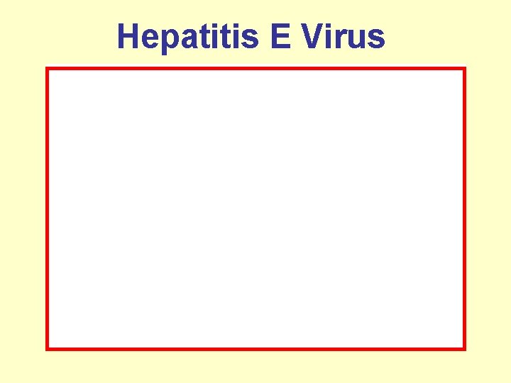 Hepatitis E Virus 