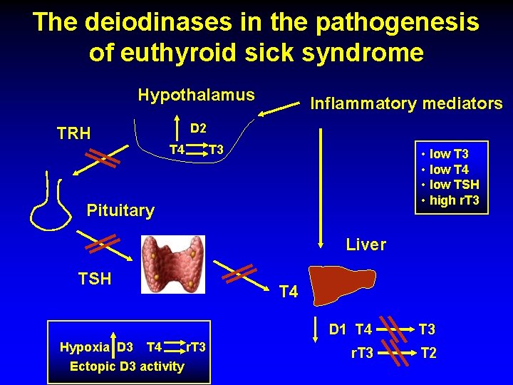 The deiodinases in the pathogenesis of euthyroid sick syndrome Hypothalamus Inflammatory mediators D 2