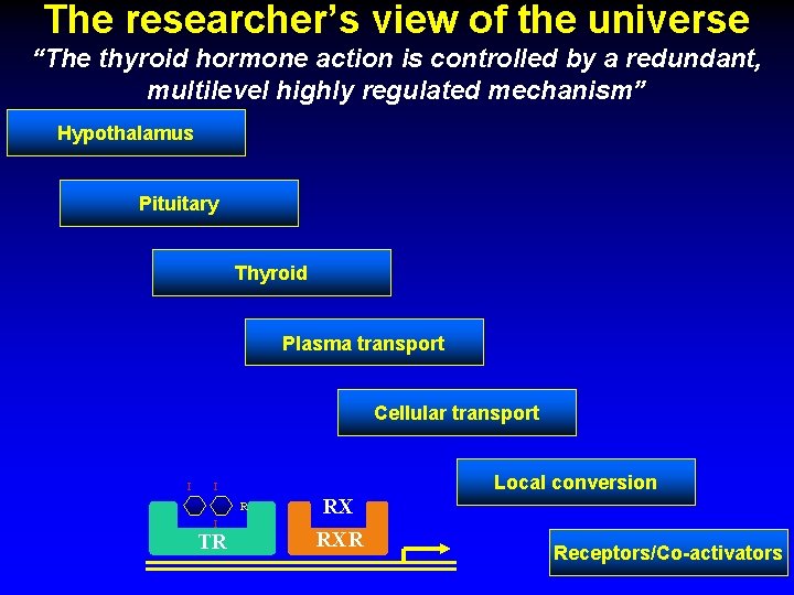 The researcher’s view of the universe “The thyroid hormone action is controlled by a