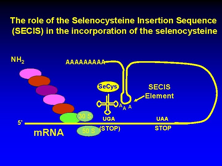 The role of the Selenocysteine Insertion Sequence (SECIS) in the incorporation of the selenocysteine