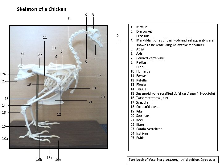 Skeleton of a Chicken 7 6 3 2 11 1 10 23 22 8