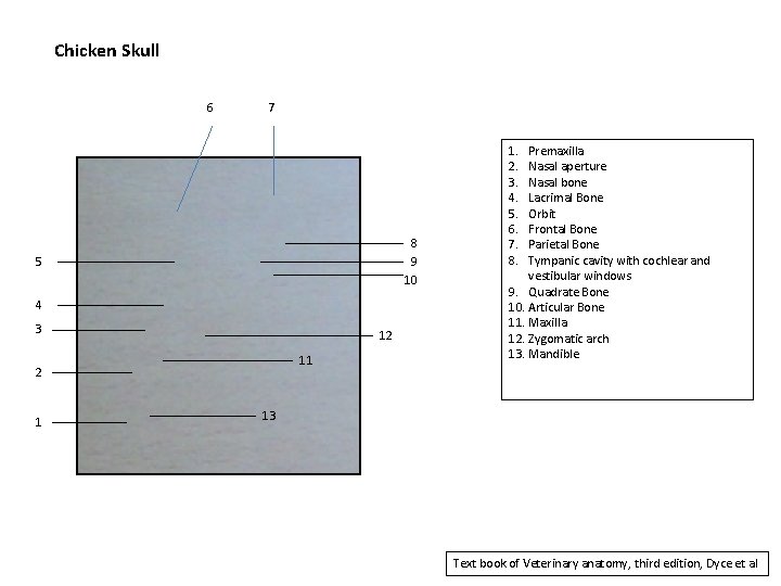 Chicken Skull 6 7 8 9 10 5 4 3 12 11 2 1