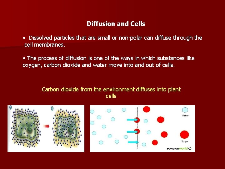 Diffusion and Cells • Dissolved particles that are small or non-polar can diffuse through