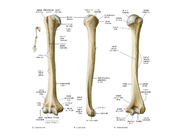 Scheletul | Chirurgia umarului, cotului si a genunchiului