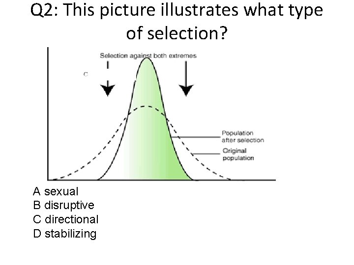 Q 2: This picture illustrates what type of selection? A sexual B disruptive C