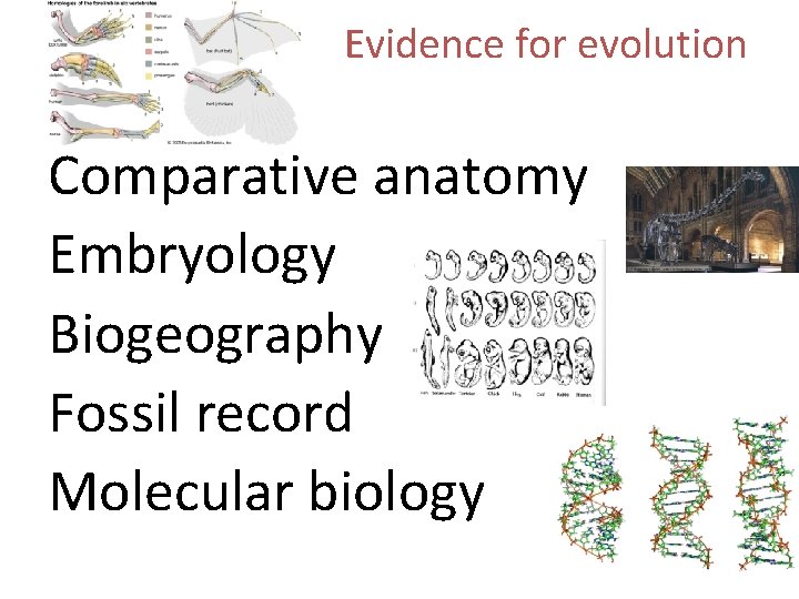 Evidence for evolution Comparative anatomy Embryology Biogeography Fossil record Molecular biology 
