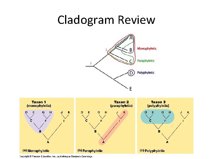 Cladogram Review 