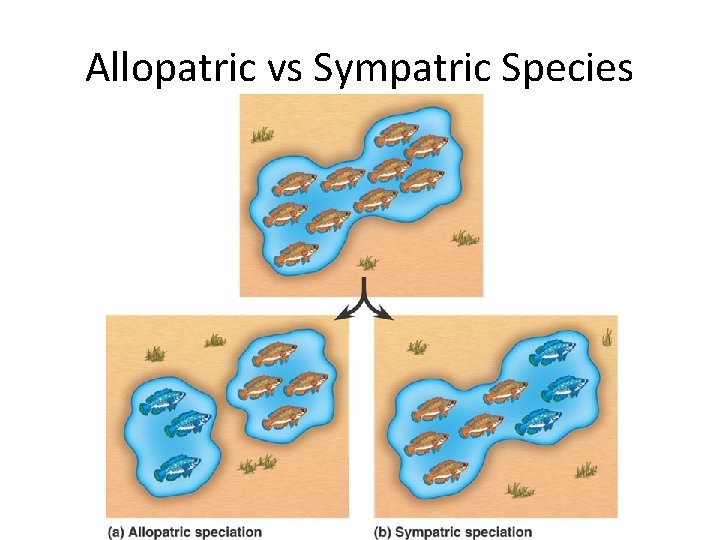 Allopatric vs Sympatric Species 