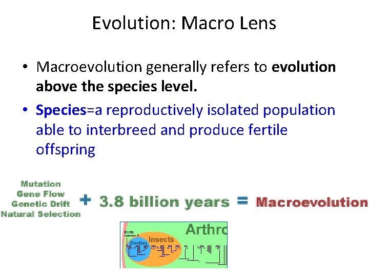 Evolution: Macro Lens • Macroevolution generally refers to evolution above the species level. •