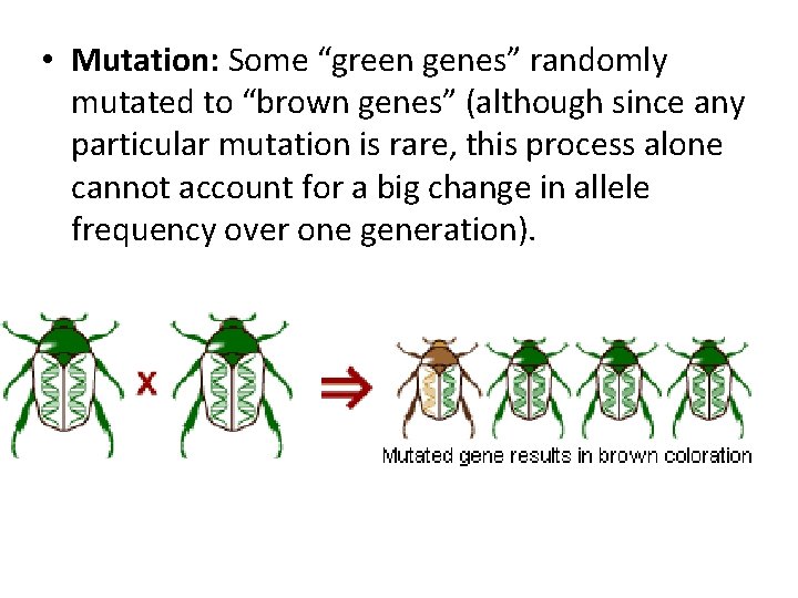  • Mutation: Some “green genes” randomly mutated to “brown genes” (although since any