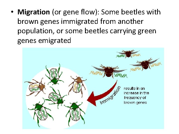  • Migration (or gene flow): Some beetles with brown genes immigrated from another