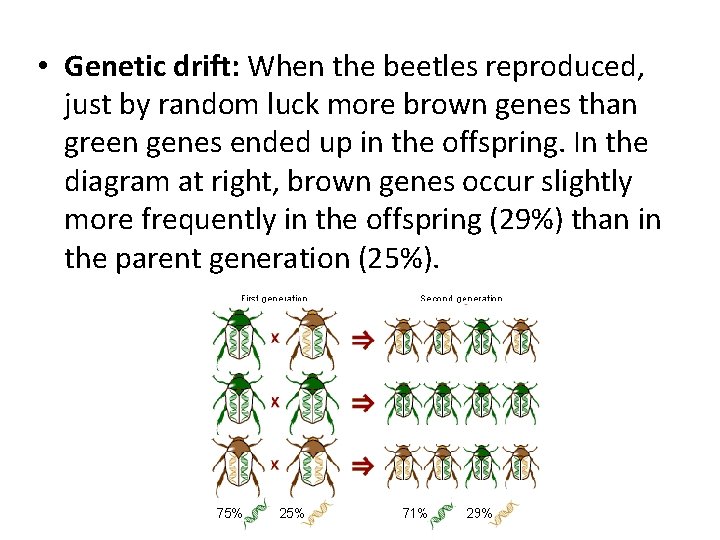  • Genetic drift: When the beetles reproduced, just by random luck more brown