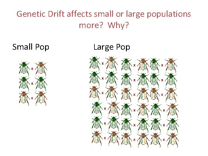 Genetic Drift affects small or large populations more? Why? Small Pop Large Pop 