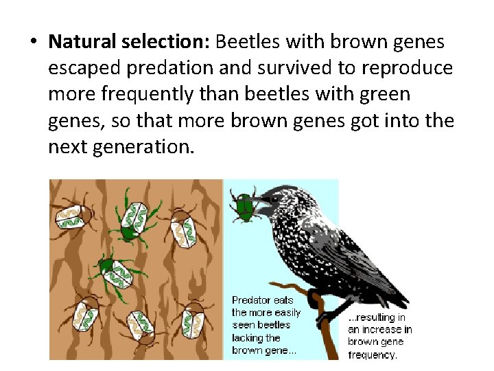  • Natural selection: Beetles with brown genes escaped predation and survived to reproduce