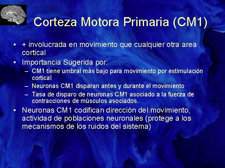 Corteza Motora Primaria (CM 1) • + involucrada en movimiento que cualquier otra area