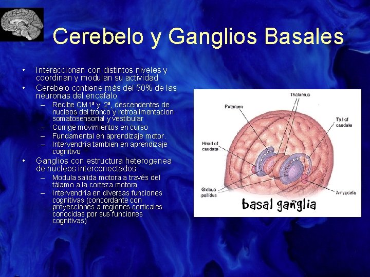 Cerebelo y Ganglios Basales • • Interaccionan con distintos niveles y coordinan y modulan
