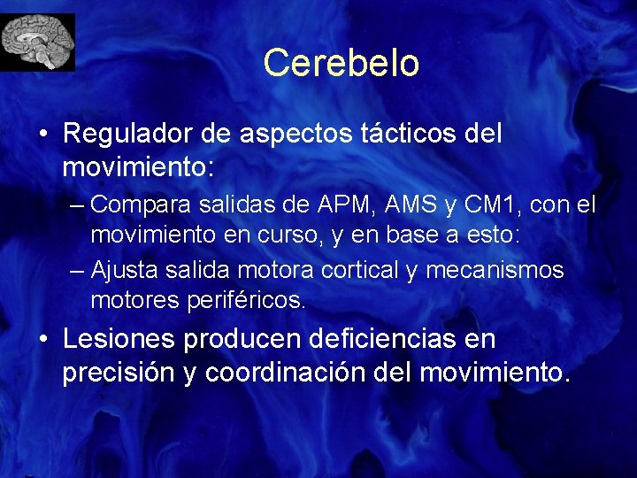 Cerebelo • Regulador de aspectos tácticos del movimiento: – Compara salidas de APM, AMS