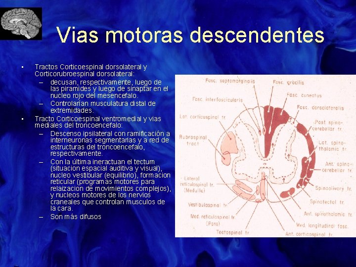 Vias motoras descendentes • • Tractos Corticoespinal dorsolateral y Corticorubroespinal dorsolateral: – decusan, respectivamente,