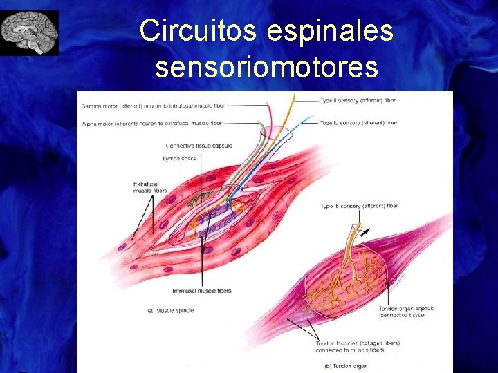 Circuitos espinales sensoriomotores 