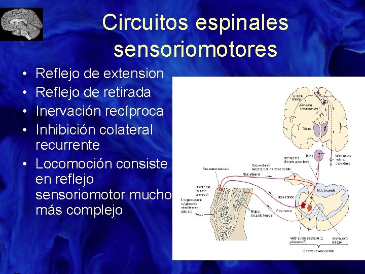 Circuitos espinales sensoriomotores • • Reflejo de extension Reflejo de retirada Inervación recíproca Inhibición