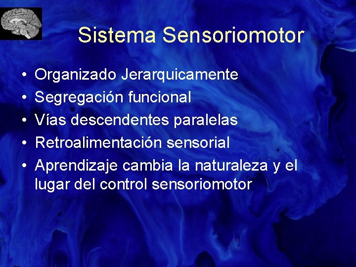 Sistema Sensoriomotor • • • Organizado Jerarquicamente Segregación funcional Vías descendentes paralelas Retroalimentación sensorial