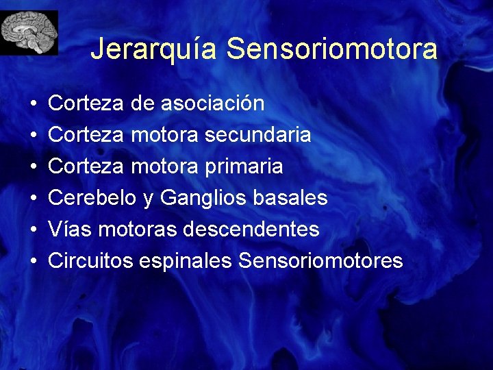 Jerarquía Sensoriomotora • • • Corteza de asociación Corteza motora secundaria Corteza motora primaria