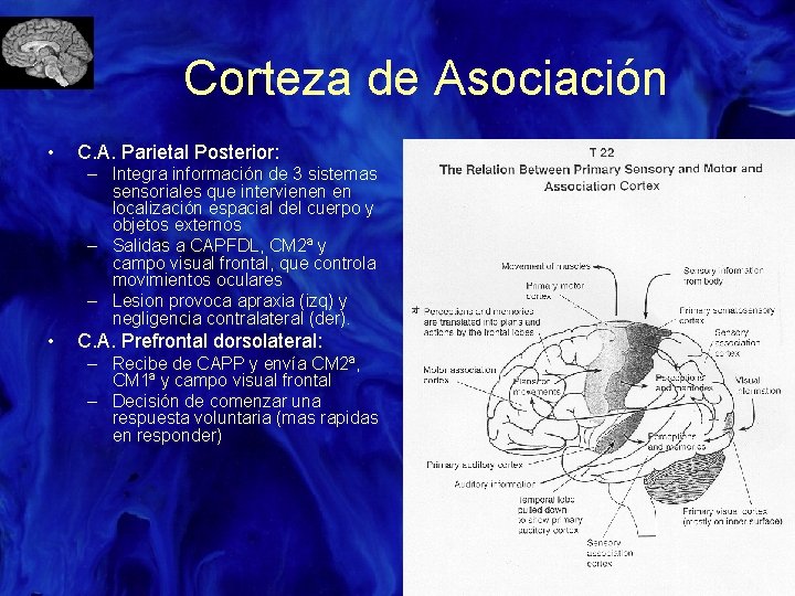 Corteza de Asociación • C. A. Parietal Posterior: – Integra información de 3 sistemas