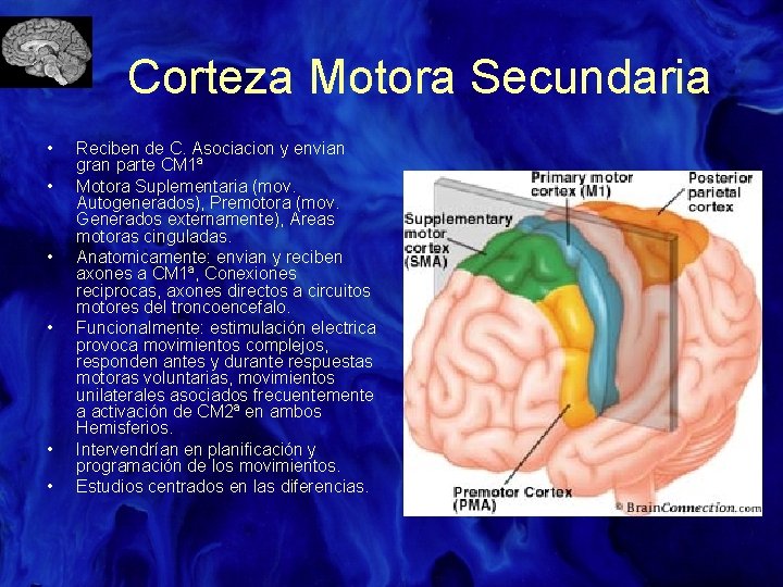 Corteza Motora Secundaria • • • Reciben de C. Asociacion y envian gran parte