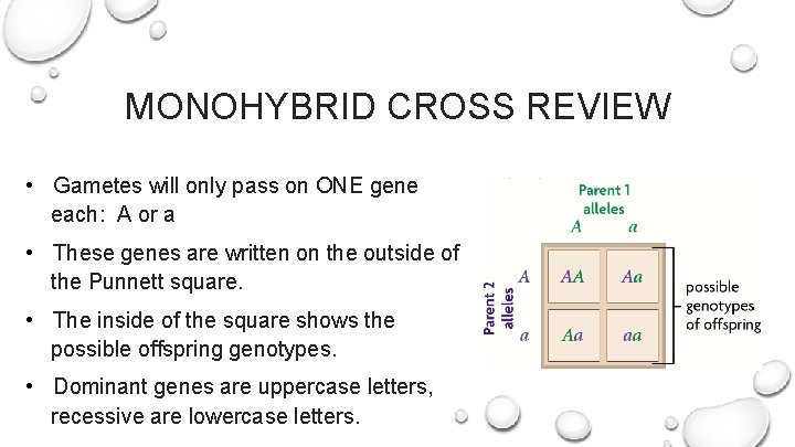 MONOHYBRID CROSS REVIEW • Gametes will only pass on ONE gene each: A or