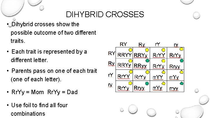 DIHYBRID CROSSES • Dihybrid crosses show the possible outcome of two different traits. •
