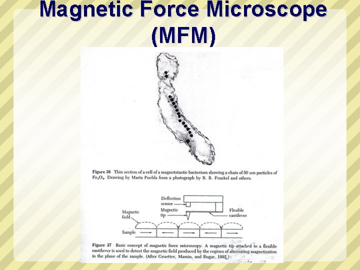 Magnetic Force Microscope (MFM) 