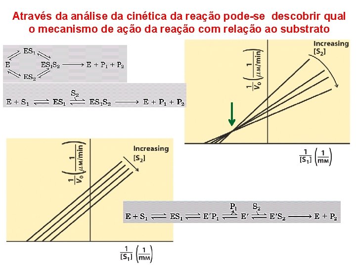 Através da análise da cinética da reação pode-se descobrir qual o mecanismo de ação Através da análise da cinética da reação pode-se descobrir qual o mecanismo de ação