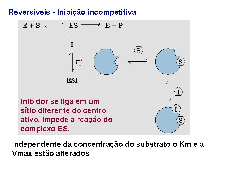Reversíveis - Inibição incompetitiva Inibidor se liga em um sítio diferente do centro ativo, Reversíveis - Inibição incompetitiva Inibidor se liga em um sítio diferente do centro ativo,