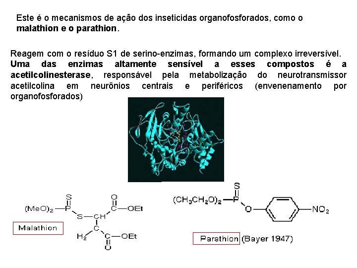Este é o mecanismos de ação dos inseticidas organofosforados, como o malathion e o Este é o mecanismos de ação dos inseticidas organofosforados, como o malathion e o