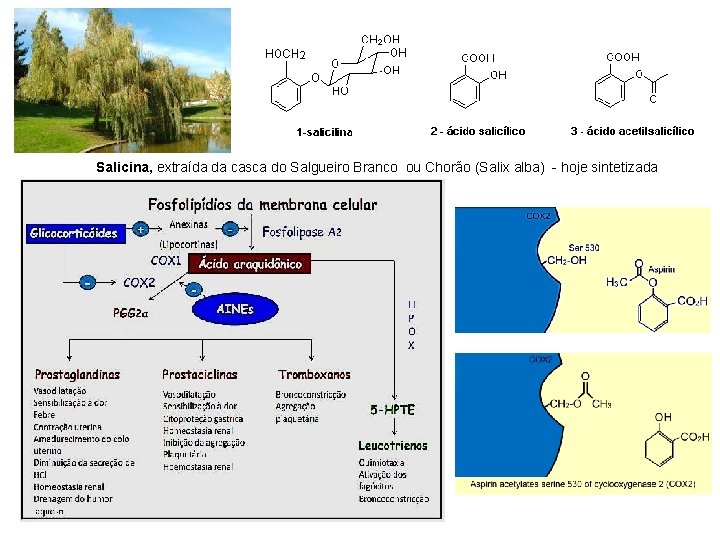 Salicina, extraída da casca do Salgueiro Branco ou Chorão (Salix alba) - hoje sintetizada Salicina, extraída da casca do Salgueiro Branco ou Chorão (Salix alba) - hoje sintetizada